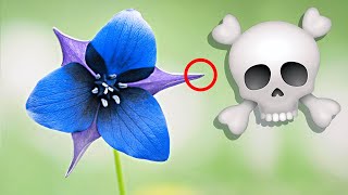 Top 10 Most Poisonous Flowers  Dangerous Toxic Flower [upl. by Dahraf]