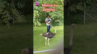 Música no avestruz musica guitar music cover avestruz zoológico [upl. by Yttak]