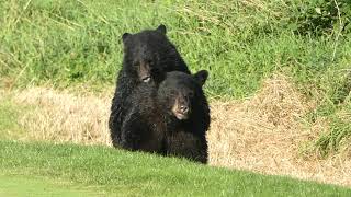 Bears on Golf Course [upl. by Eugaet]