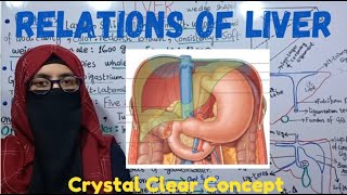 RELATIONS OF LIVER  PERITONEAL RELATIONS  VISCERAL RELATIONS  ayeshamedicaleducation [upl. by Orianna85]