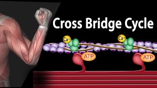 Respond to Stimuli Coordination Class 10 Biology [upl. by Colier]