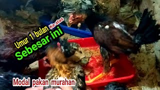 Super‼️Cara Merawat Anak Ayam Umur 1 Bulan‼️Dengan Pakan Alternatif [upl. by Schalles]