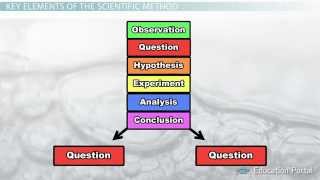 The Scientific Method Steps Terms and Examples [upl. by Yeoj]