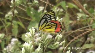 Common Jezebel Delias eucharis [upl. by Kaete624]