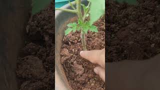 Easy way to make tomato plant healthy tomato youtubeshorts shorts hilling [upl. by Yessac]