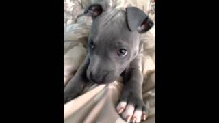 Blue Staffy Puppy [upl. by Inami718]