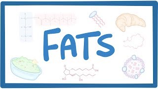 Fats  biochemistry [upl. by Neelyahs]