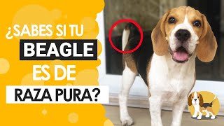 ¿Cómo identificar a un beagle [upl. by Etka]