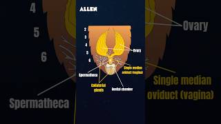 Question from Female Reproductive System of Cockroach  Comment your Answer [upl. by Alayne288]