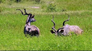 SOUTH AFRICA kudu antelope Kruger national park hdvideo [upl. by Tarsus]