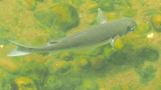 1130907 The flathead grey mullet feeding at WuDo reaches of Keelung River [upl. by Haines393]