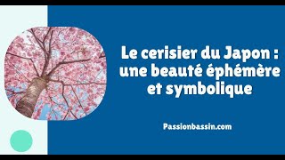 Le cerisier du Japon  une beauté éphémère et symbolique [upl. by Mathilda]