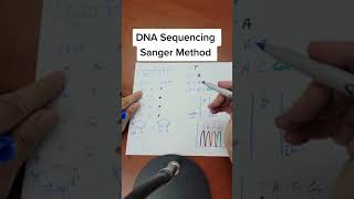 DNA Sequencing Sanger method [upl. by Farly33]