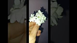 dher sare mogre ke phool [upl. by Kcirdor]