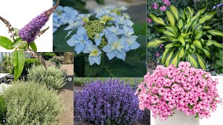 🌿 Meet the Plants of the Year 🌺 [upl. by Wil]