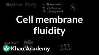 Cell membrane fluidity  Cells  MCAT  Khan Academy [upl. by Parthena]