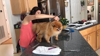 pomeranian haircut with clippers dog grooming [upl. by Ingelbert]