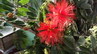 Como cultivar Caliandra vermelha Calliandra tweedi [upl. by Anoek]