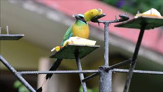 Turquoise browed Motmot Eumomota superciliosa [upl. by Nwahsek]