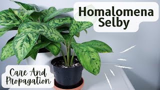 homalomena selby care and propagation with results [upl. by Montfort]