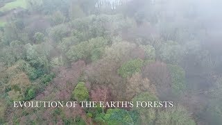 Evolution of the Earths Forests [upl. by Beore]