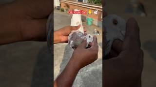 MADRASI DOBAZ SAFDUM KABOOTAR pigeon [upl. by Winikka474]