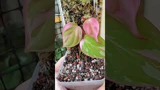 Philodendron micans pink varigata plants garden greennaturehousplants Varigata [upl. by Jamnis204]