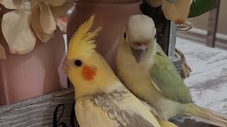 FRIENDS BABIES COMPILATION 😍MYFEATHERSBABIES YOUTUBEFYPfypシ BIRDSforyouCOCKATIEL [upl. by Edas913]