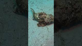 Stonefish  shorts stonefish scubadiving trending marine ocean underwater viralvideo [upl. by Pooi]