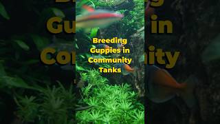 Breeding Guppies in Community Tanks 🐠 shorts guppy [upl. by Dorman]