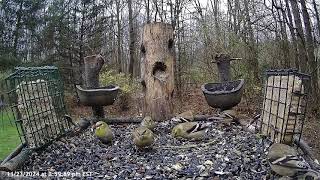 Lots of birds at the platform feeder [upl. by Delwyn]