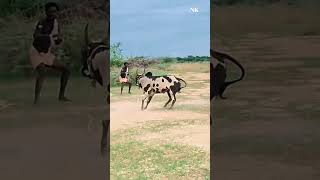 manjuvirattu jallikattu village shorts tamil culture trending video [upl. by Barmen113]