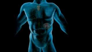 The Lymphatic System Part 1 [upl. by Notlaw]