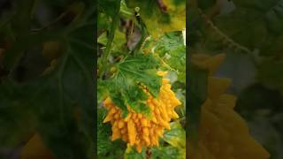 Orange korala Momordica charantiashortvideo [upl. by Delp286]