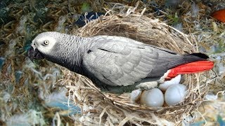 The hatching of a parrot egg African Grey Parrot laying eggs [upl. by Arymat527]