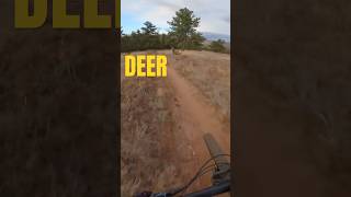 Almost hit a deer bike deer mtb downhill colorado [upl. by Decker353]