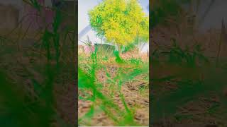 my new short video shorts nature shortvideo YouTubeshorts [upl. by Alaine]