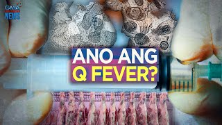 Ano ang Q Fever  Need to Know [upl. by Nyllewell]