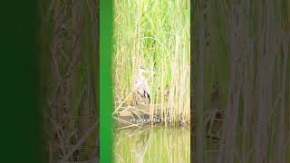 Partez à la découverte des berges du canal de Roubaix [upl. by Niarb]