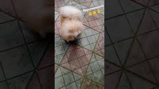 Impazzito per il papino 😁😁🫣youtubeshortpetsdogcoccolepureloveamoreforyoufoodfunnyviral [upl. by Nyrrek]