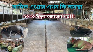 সাদিক এগ্রোর এখন কি অবস্থা ২০২৩ ঈদুল আযহার পর  Sadeeq Agro 2023  Biggest cow in Bangladesh [upl. by Seppala]