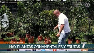 Fruticultura producción de alimentos orgánicos [upl. by Pris341]