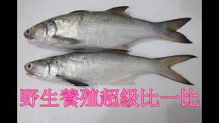 quot魚事你知道３quot 野生跟養殖的午仔魚四絲馬鮁超級比一比 2022 [upl. by Lari374]