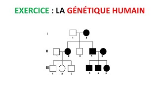 exercice la génétique humain [upl. by Euqinomod]