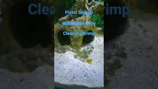 Pistol shrimp watchman goby cleaner shrimp shorts trending [upl. by Clements]