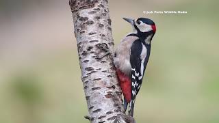 British Woodland Birds Brambling Woodpecker Nuthatch etc [upl. by Sedicla243]