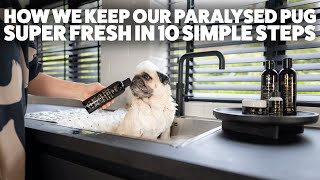 How we keep our paralysed pug super fresh in 10 simple steps [upl. by Akcinat]