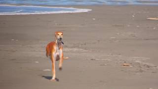 The Ancient Saluki [upl. by Lacee958]