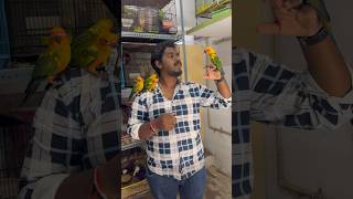 Sun corner birds 8688044426 trending shorts tamed birds lovebirds cockateil parrot 🦜🕊️🦢￼ [upl. by Neetsirk]