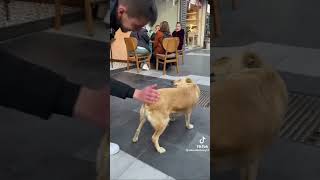 Funny dogs to make your day better relaxmydog funny dogs funnydogs compilation [upl. by Seumas]